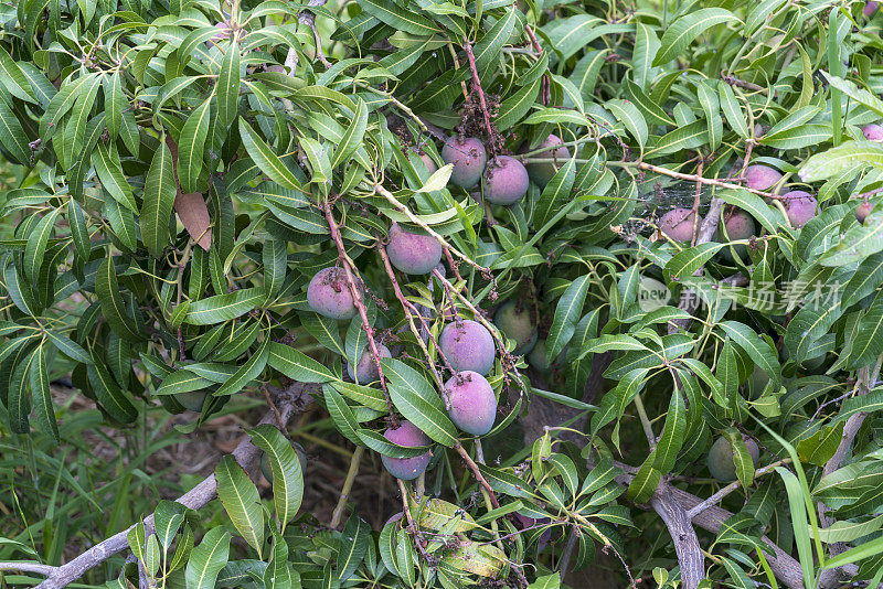 芒果种植园，La Gomera, La Hermigua